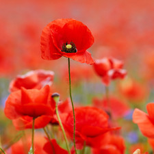 Red Field Poppy Seeds - 2000