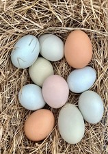 12 Free Range Pastured Organic