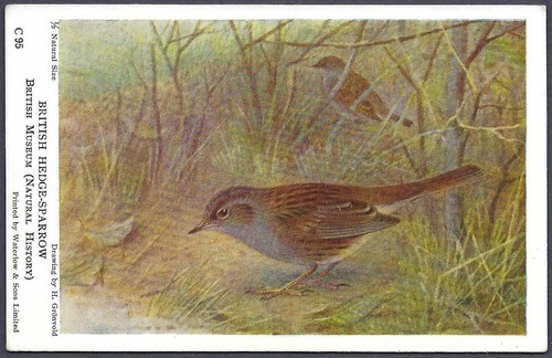 British hedge sparrow - hedge-sparrow, by