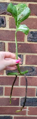Monstera albo variegated - monstera,
