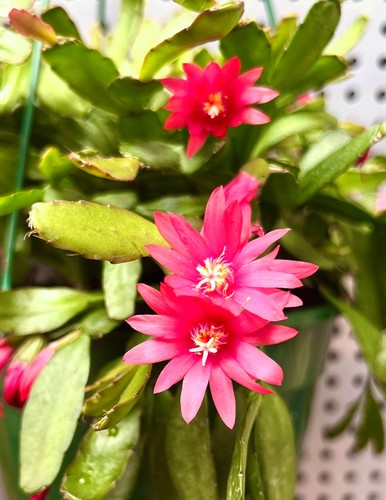Rare easter cactus watermelon - easter, 'watermelon