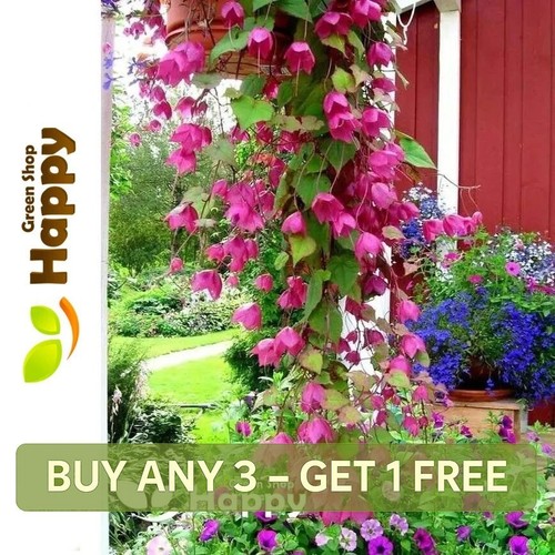 Purple bell vine seeds - vine,