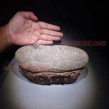 Big Tarbosaurus Oviraptor