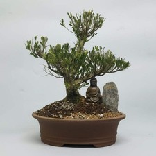 Boxwood (Buxus Harlandii)