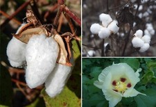 White Cotton Seeds | Gossypium Hirsutum | 30+ viable seeds | Mexican Cotton