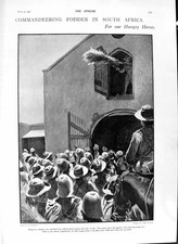 Original Old Antique Print 1901 Hungry Horses Africa Boer Farms Bretonnet Rabah