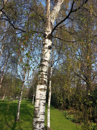 Silver birch native trees - silver,