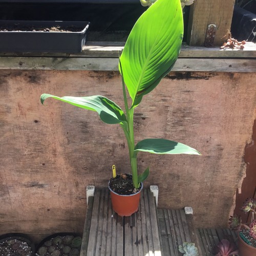 Canna tropicana garden plant - canna,