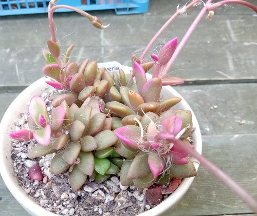 Anacampseros telephiastrum - anacampseros,