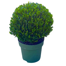 Ilex crenata 'Jenny' (Japanese holly) ball 40cm diameter