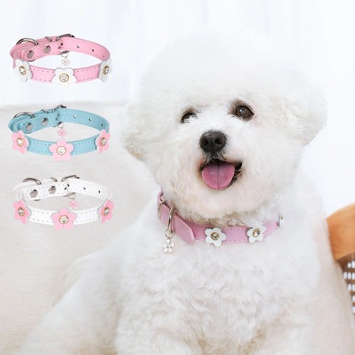 Leather dog collar with - dog, cute
