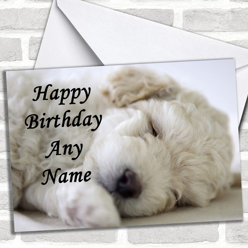 Gorgeous bichon frise - gorgeous, puppy