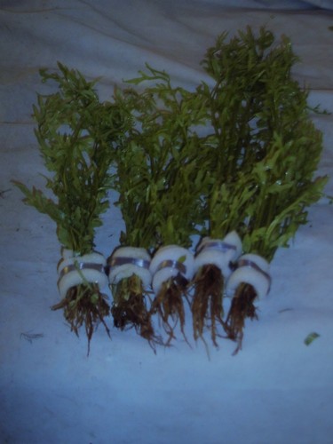 Bunched leaded ceratopteris - bunched,