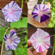 Morning Glory Ipomoea Purpurea