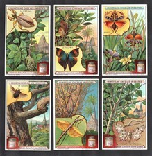 Insects Camouflage Rare Card Set Liebig 1913 Butterfly Moth Stick Punaise Mantis