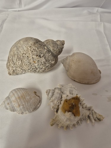 Bundle shells seashells - shells,