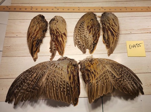 Pair ringneck pheasant - ringneck,