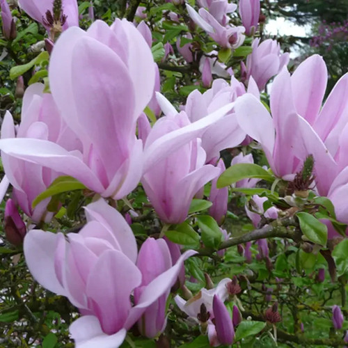 Magnolia george henry kern - magnolia,