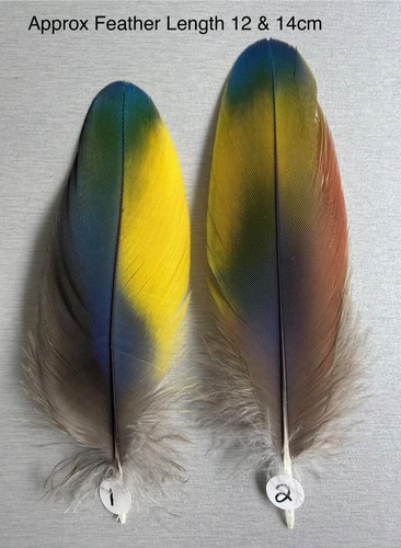 Parrot macaw feather - macaw,