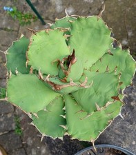 Agave titanota / oteroi 'Compact form' - succulent - Cacti - Industrial Agaves