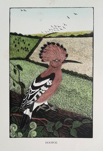 Daglish hoopoe woodcut - woodcut, etching