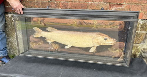 Large vintage taxidermy pike - vintage,
