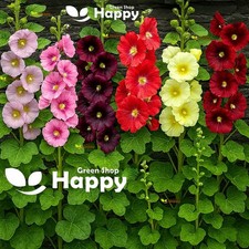 Hollyhock Single Mix - 150