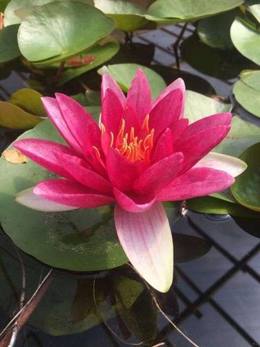 James brydon water lily - james,