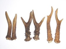 3 PAIRS OF ROE DEER ANTLERS  9cm.-12cm.