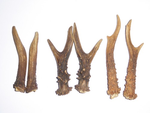 Pairs roe deer antlers - deer,
