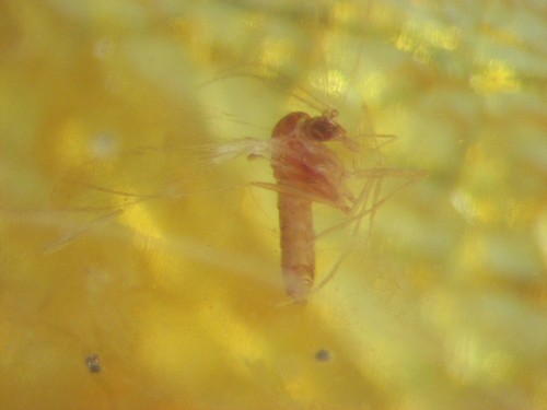 Pliocene amber from africa - pliocene,