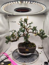  Rare Mandarin Duck Juniper