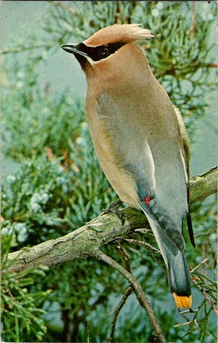 Ithaca postcard cedar - ny,