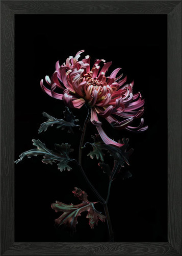 Pink chrysanthemum black - chrysanthemum,