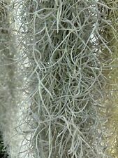 Tillandsia Usneoides Thick Form Spanish Moss Air Plant  60cm
