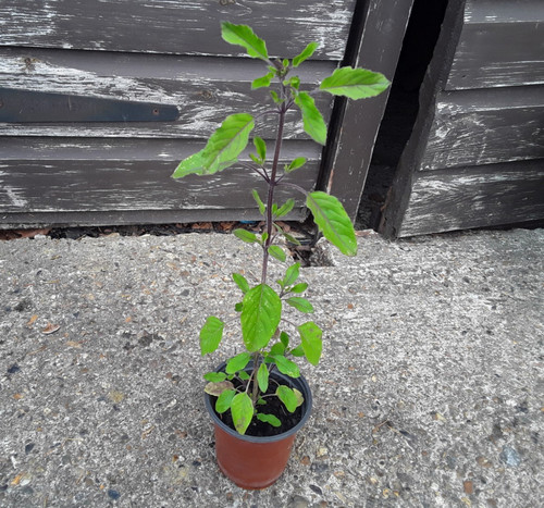 Holy basil live plant - basil,