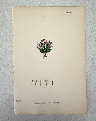 Antique botanical print - antique,