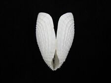 Sea shell Barnea dilatata 76mm ID#8328