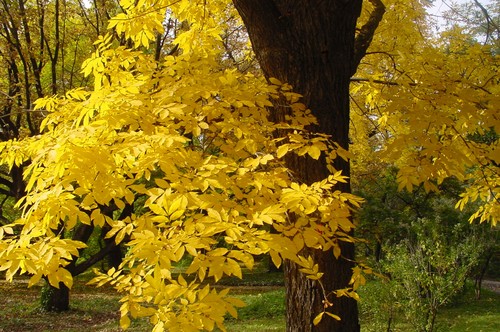 Hickory nut carya - hickory, nut,