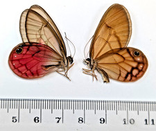 Cithaerias pyropina pair| Iquitos Peru | current photo | A1