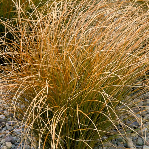 Carex testacea orange - carex,