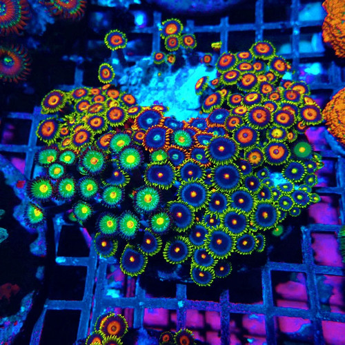 Wysiwyg mix zoas premium - -,
