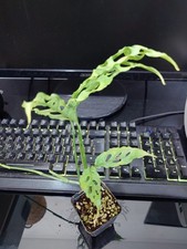 RARE Monstera Obliqua Peru Plant Fully smal Rooted 19cm