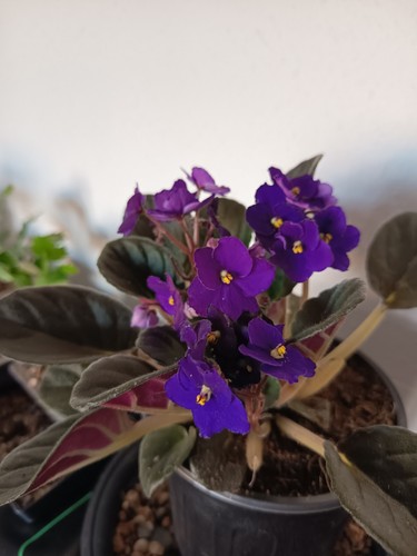 African violet saintpaulia - african,