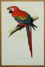 Antique Parrot Print RED and BLUE MACAW Original Greene Bird Engraving 1884