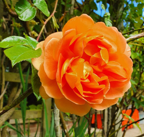 English climbing orange - climbing,