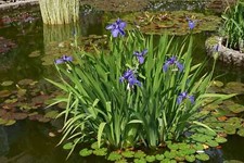 Iris laevigata marginal - iris,