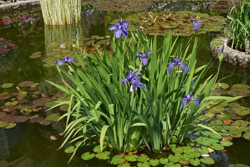 Iris laevigata marginal - iris,