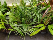 Dypsis decaryi - 14 cm Pot