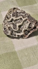 Fossilized brain coral - brain,